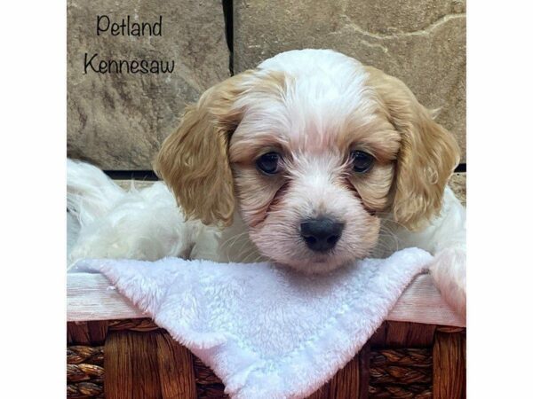 Cavachon-DOG-Male-BLENHIEM-27740-Petland Kennesaw, Georgia