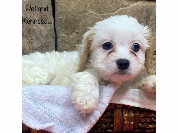 Cavachon DOG Male BLENHIEM 27726 Petland Kennesaw, Georgia