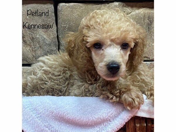 Miniature Poodle DOG Male RED 27737 Petland Kennesaw, Georgia