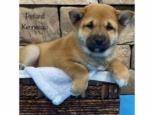 Shiba Inu-DOG-Male-RED-27767-Petland Kennesaw, Georgia