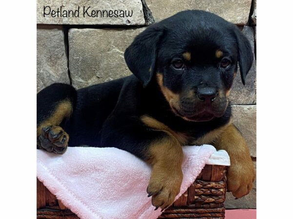 Rottweiler DOG Female BLK TAN 27754 Petland Kennesaw, Georgia