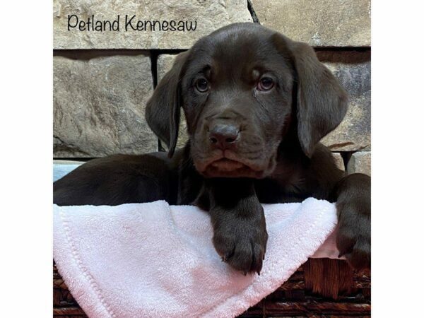 Labrador Retriever DOG Female CHOC 27753 Petland Kennesaw, Georgia