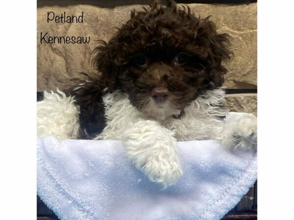 Bichonpoo-DOG-Male-choc parti-27781-Petland Kennesaw, Georgia