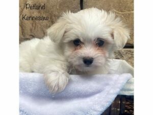 Maltese-DOG-Male-WH-27794-Petland Kennesaw, Georgia