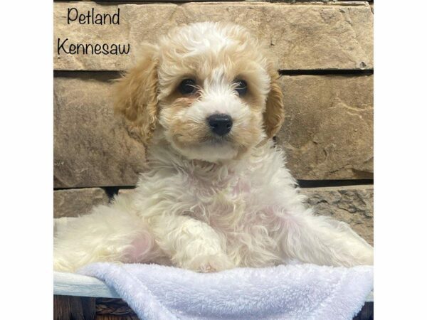 Cavachon DOG Male BLENHIEM 27788 Petland Kennesaw, Georgia