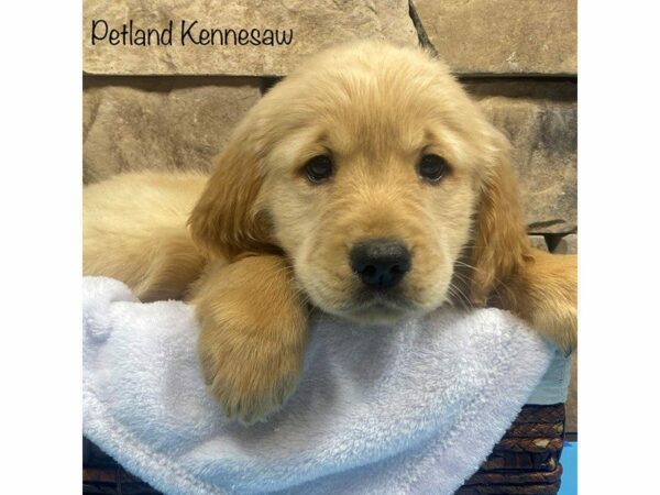 Golden Retriever DOG Male Gold 27773 Petland Kennesaw, Georgia