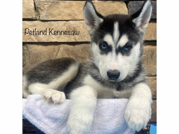 Siberian Husky DOG Male Black & White 27775 Petland Kennesaw, Georgia