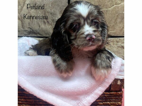 Cocker Spaniel-DOG-Female-CHOC-27795-Petland Kennesaw, Georgia