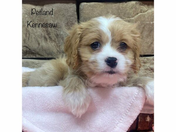 Cavachon DOG Female RED 27782 Petland Kennesaw, Georgia