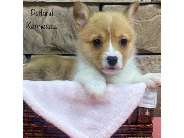 Pembroke Welsh Corgi-DOG-Female-RED WHITE-27790-Petland Kennesaw, Georgia