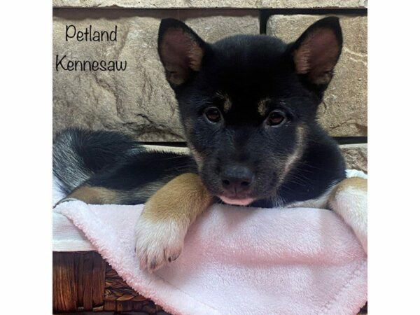 Shiba Inu-DOG-Female-BLACK TAN-27792-Petland Kennesaw, Georgia