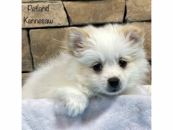 Pomeranian DOG Male RED SABLE 27814 Petland Kennesaw, Georgia