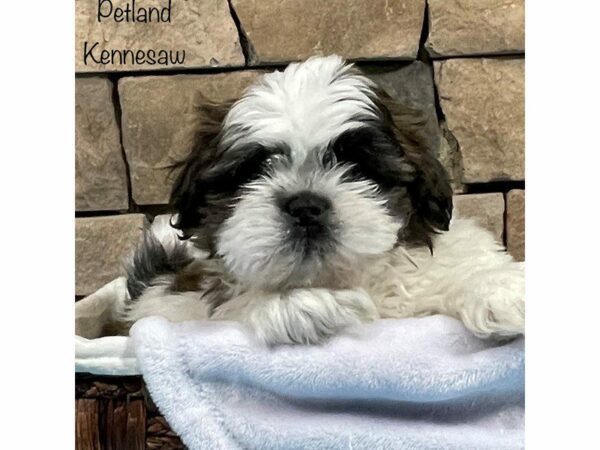 Shih Tzu-DOG-Male-BRN WH-27819-Petland Kennesaw, Georgia