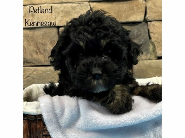 Miniature Poodle DOG Male BLK TAN 27831 Petland Kennesaw, Georgia