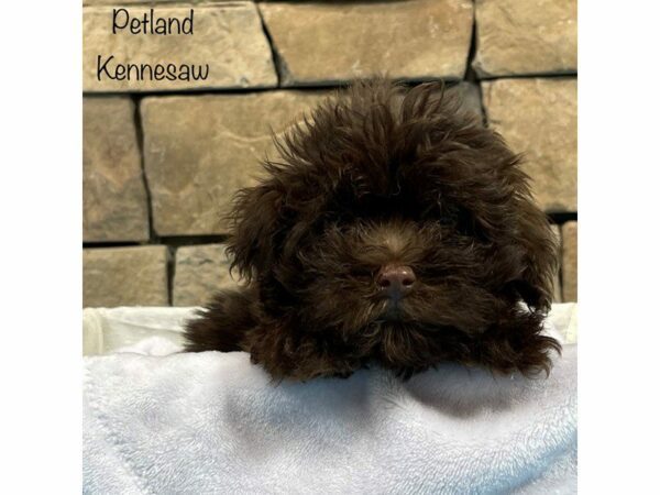 Havanese DOG Male CHOC WHITE 27817 Petland Kennesaw, Georgia