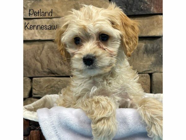 Cockapoo DOG Male FAWN 27813 Petland Kennesaw, Georgia