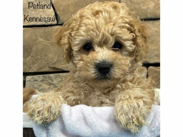 Bichonpoo-DOG-Male-CREAM WHITE-27806-Petland Kennesaw, Georgia