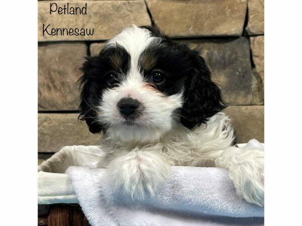 Cavapoo DOG Male Blk tri 27805 Petland Kennesaw, Georgia