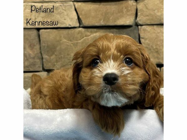 Cavapoo-DOG-Male-RED-27811-Petland Kennesaw, Georgia