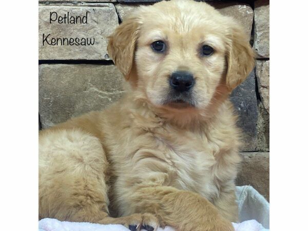 Golden Retriever DOG Female Gold 27833 Petland Kennesaw, Georgia