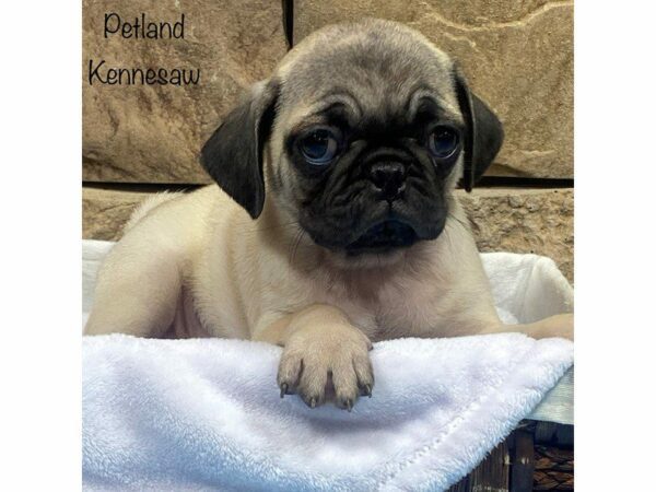 Pug-DOG-Male-FAWN-27863-Petland Kennesaw, Georgia