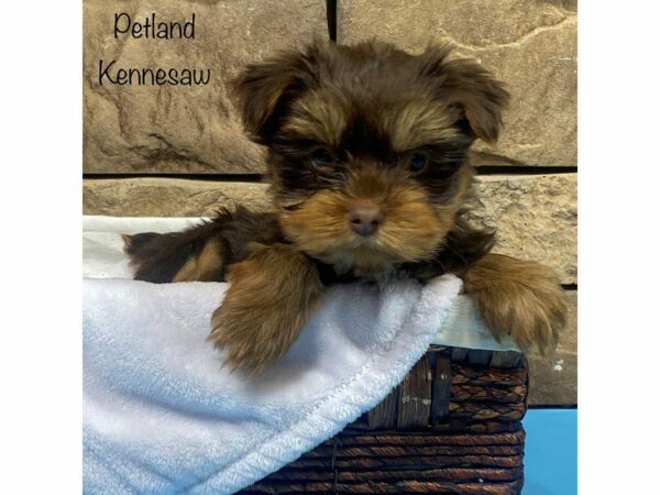 Yorkshire Terrier DOG Male BLK TAN 27857 Petland Kennesaw, Georgia