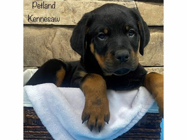 Rottweiler DOG Male Black & Tan 27832 Petland Kennesaw, Georgia