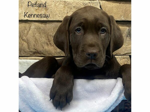 Labrador Retriever-DOG-Male-Chocolate-27849-Petland Kennesaw, Georgia