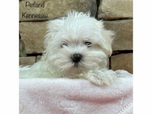 Maltese-DOG-Female-WH-27893-Petland Kennesaw, Georgia