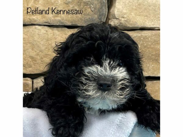 Cavapoo DOG Male BLK WH 27890 Petland Kennesaw, Georgia