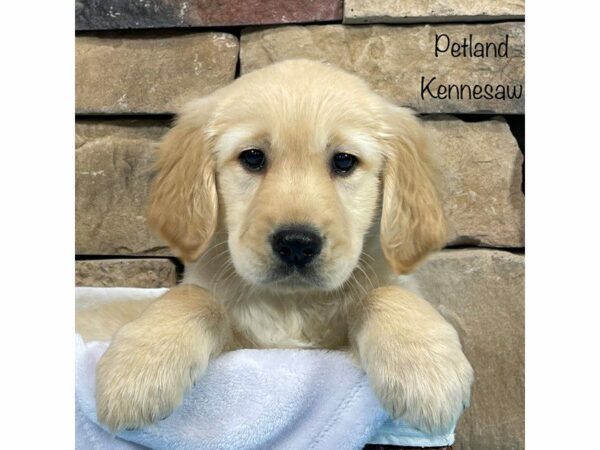 Golden Retriever DOG Male Gold 27875 Petland Kennesaw, Georgia