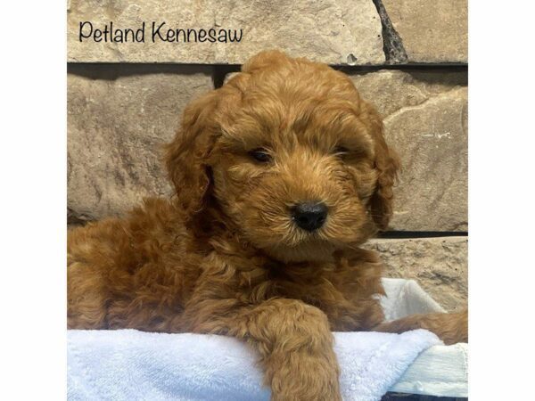 Miniature Goldendoodle 2nd Gen DOG Male Red 27900 Petland Kennesaw, Georgia