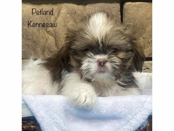 Shih Tzu DOG Male CHOC WH 27914 Petland Kennesaw, Georgia