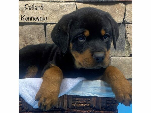 Rottweiler DOG Male Black & Tan 27901 Petland Kennesaw, Georgia