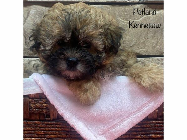 Teddy Bear-DOG-Female-BRN WH-27912-Petland Kennesaw, Georgia