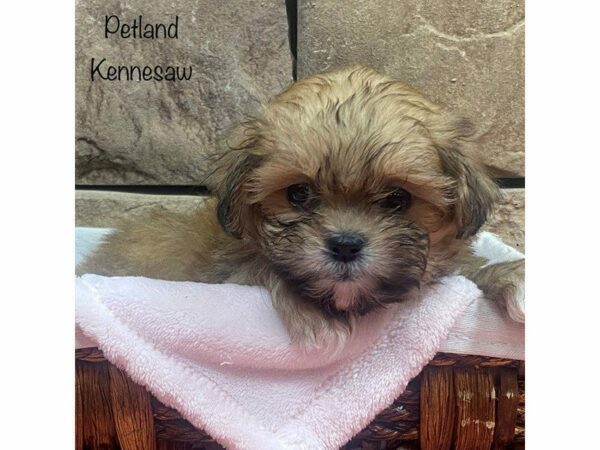 Shih Tzu DOG Female BROWN WHITE 27916 Petland Kennesaw, Georgia