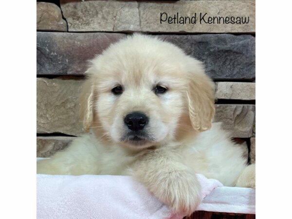 Golden Retriever DOG Female Gold 27923 Petland Kennesaw, Georgia