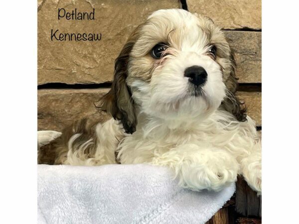 Cavachon DOG Male BLENHIEM 27928 Petland Kennesaw, Georgia