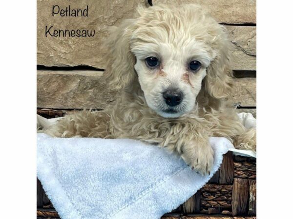 Miniature Poodle-DOG-Male-APRICOT-27927-Petland Kennesaw, Georgia