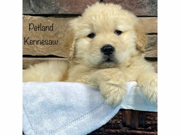 Golden Retriever DOG Male Gold 27924 Petland Kennesaw, Georgia