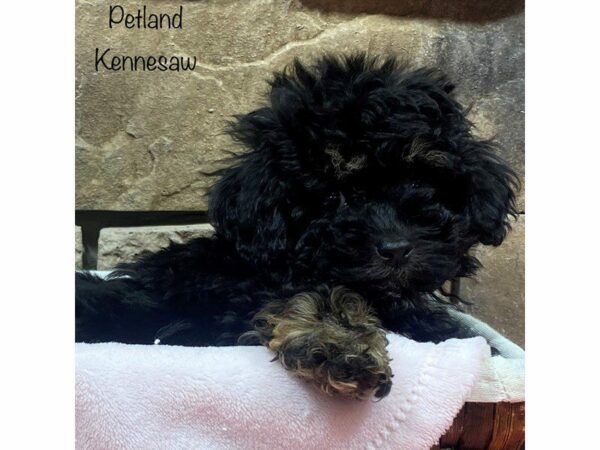 Miniature Poodle-DOG-Female-Black / Tan-27952-Petland Kennesaw, Georgia