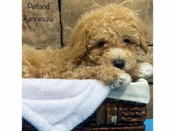 Bichonpoo DOG Male Red / Tan 27940 Petland Kennesaw, Georgia