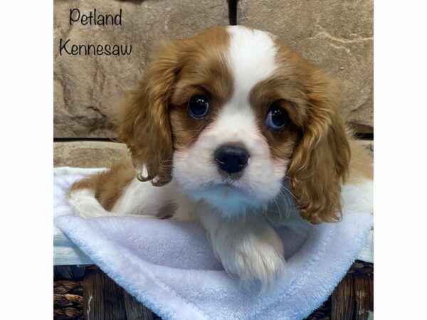 Cavalier King Charles Spaniel-DOG-Male-Blenheim-27946-Petland Kennesaw, Georgia