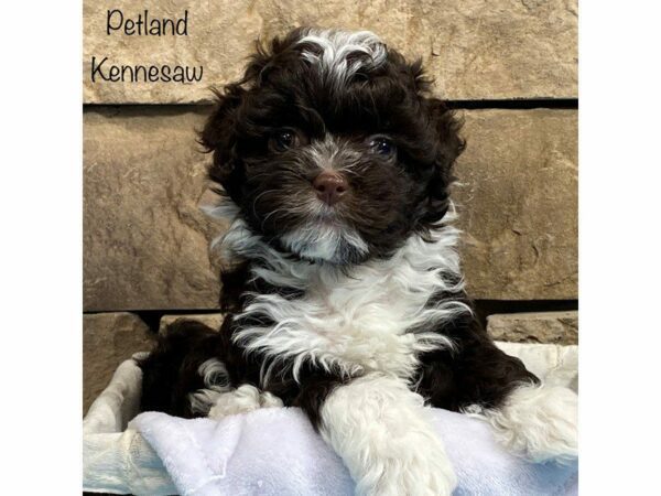 Havanese DOG Male Chocolate / White 27958 Petland Kennesaw, Georgia