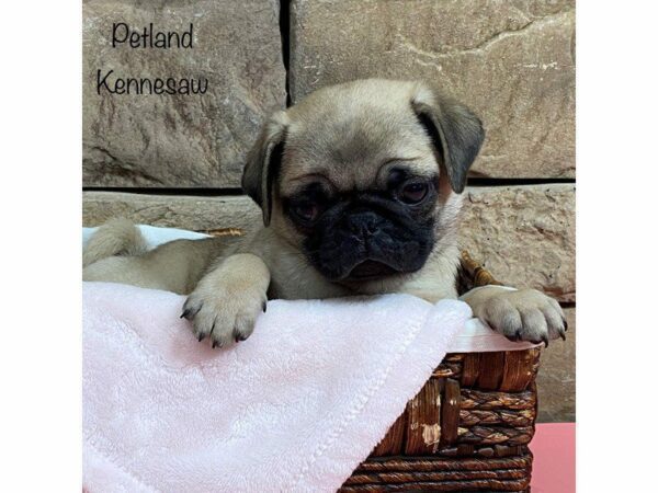 Pug DOG Female Fawn 27986 Petland Kennesaw, Georgia