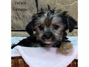 Morkie-DOG-Female-Black / Tan-27999-Petland Kennesaw, Georgia