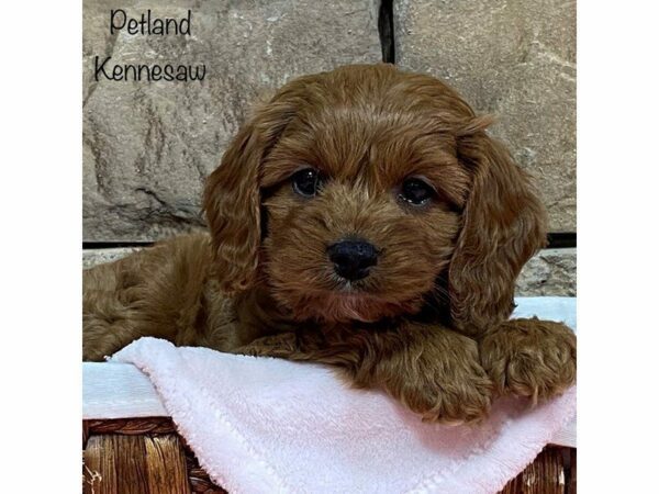 Cavapoo DOG Female Red 28016 Petland Kennesaw, Georgia