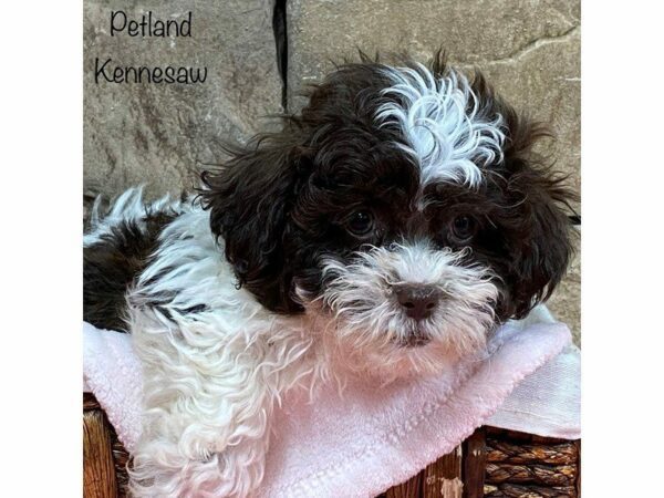 Teddy Bear-DOG-Female-Chocolate / White-27995-Petland Kennesaw, Georgia