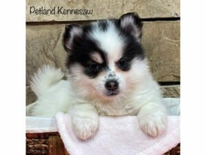 Pomsky-DOG-Female-Black / White-27996-Petland Kennesaw, Georgia