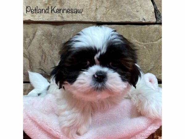 Shih Tzu DOG Female Brown / White 28017 Petland Kennesaw, Georgia